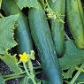 Marketmore Heirloom Certified- Cucumber Seed