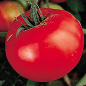 Martian Giant Slicer Heirloom Tomato Seed