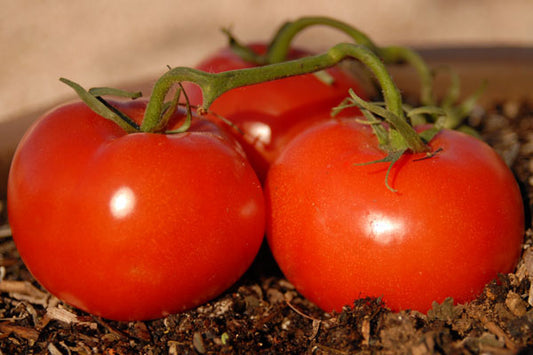Matina Heirloom Certified- Tomato Seed