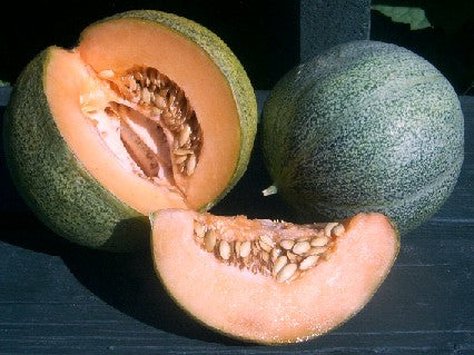 Melon Petit Gris de Rennes Heirloom Melon Seed