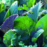 Mesclun Mix Heirloom Lettuce Seed