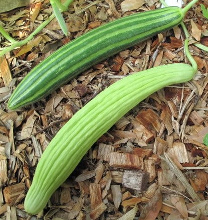 Metki Painted Serpent Heirloom Melon Seed