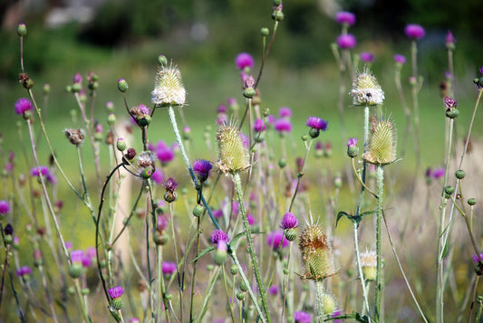 Milk Thistle Heirloom Herb Seed