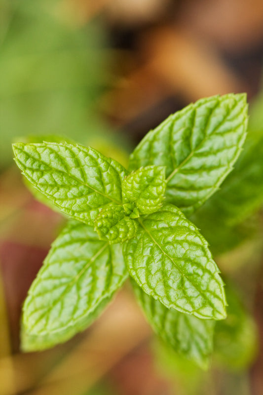 Mint Heirloom Herb Seed