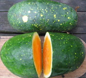 Moon and Star's Heirloom Certified- Watermelon Seed