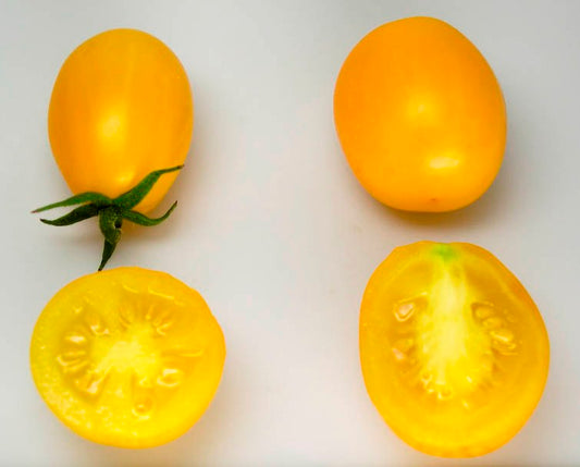 Morning Light Tomato Seed