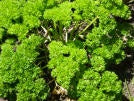 Moss Curled Parsley Heirloom Certified- Herb Seed