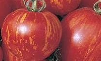 Mr. Stripey (Tigerella) Heirloom Tomato Seed