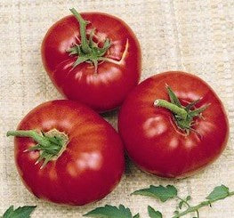 Mule Team Heirloom Tomato Seed