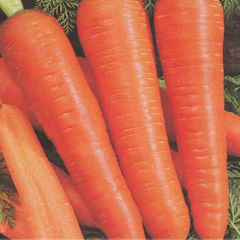 Muscade Heirloom Carrot Seed