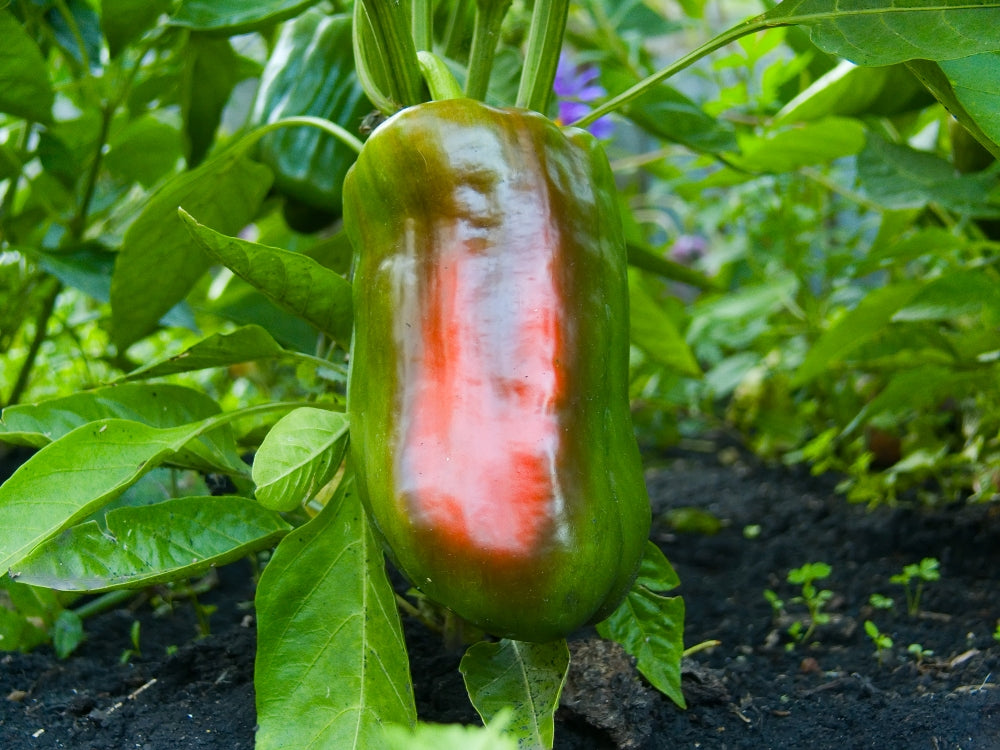 Napoleon Heirloom Certified- Pepper Seed