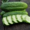 National Pickling Heirloom Cucumber Seed