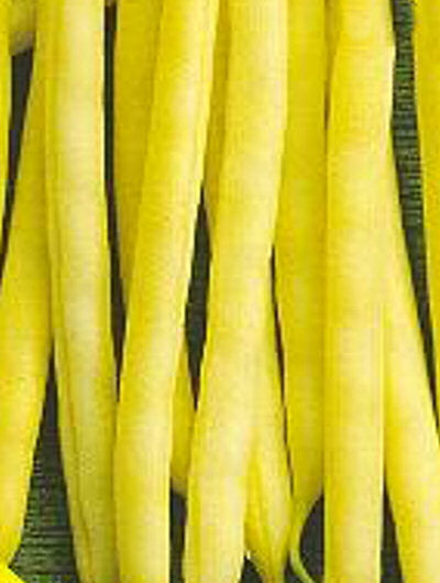 Neckargold Pole Heirloom Bean Seed