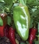 New Mexico 6 Hot Pepper Seed