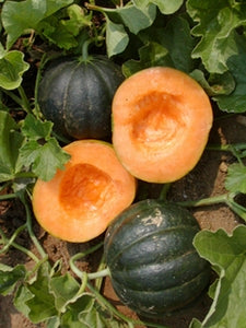 Noir Des Carmes Heirloom - Melon Seed