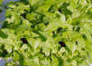 Oak Leaf Heirloom Lettuce Seed
