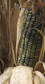 Oaxacan Green Dent Heirloom Corn Seed