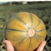 Ogden Heirloom Melon Seed