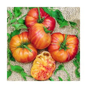 Old German Heirloom Tomato Seed