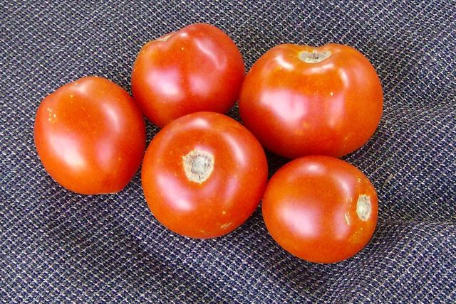 Old Virginia Heirloom Tomato Seed