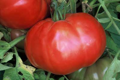 Omar's Lebanese Heirloom Tomato Seed