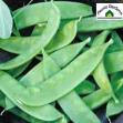 Oregon Giant Snow Heirloom Pea Seed