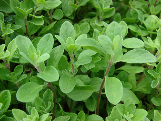 Origanum Majorana Sweet Marjoram Heirloom Herb Seed