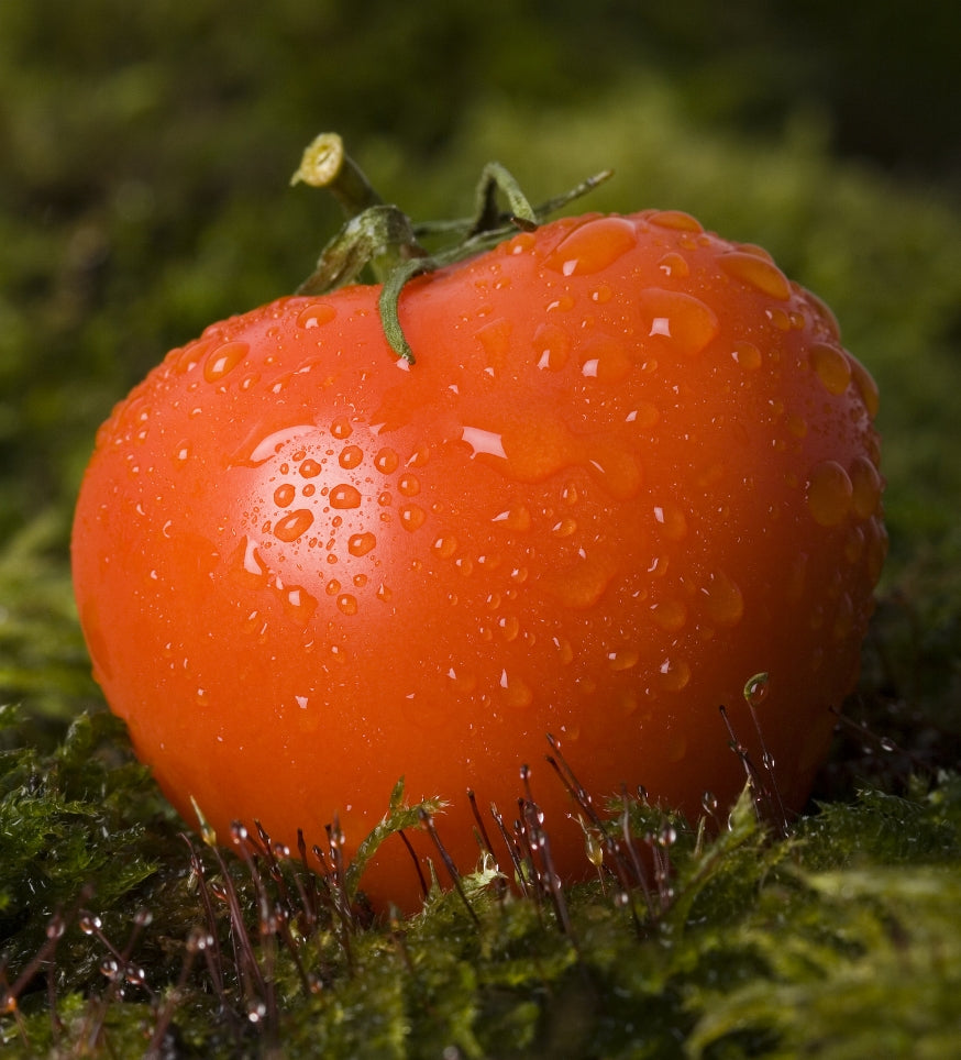 Ozark Pink Heirloom Certified-Tomato Seed