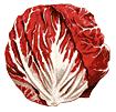 Palla Rosa Heirloom Certified- Radicchio Seed