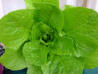 Parris Island Cos Heirloom Certified-Lettuce Seed