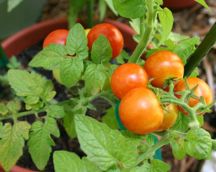 Patio Tomato Seed