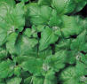 Peppermint Heirloom Herb Seed