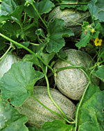 Pike Heirloom Certified- Muskmelon Seed