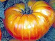 Pineapple Heirloom Tomato Seed