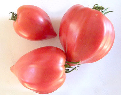 Pink Oxheart Heirloom Tomato Seed