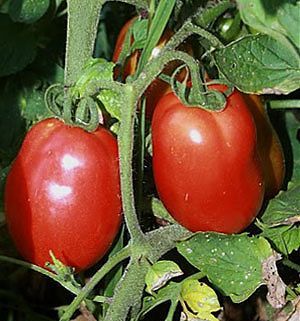 Pomodoro Chico III Heirloom Tomato Seed