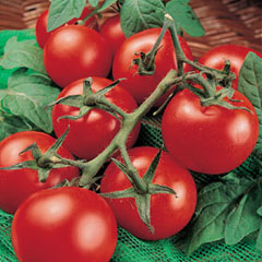 Porter Heirloom Tomato Seed