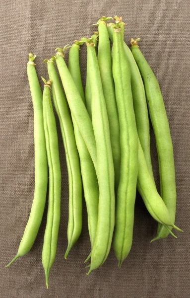 Provider Bush Snap Heirloom Bean Seed