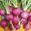 Purple Plum Heirloom Certified- Radish Seed