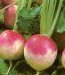 Purple Top Heirloom Certified- Turnip Seed