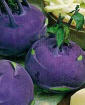 Kohlrabi