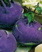Purple Vienna Heirloom Kohlrabi Seed
