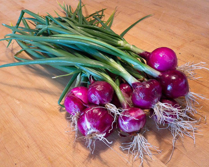 Purplette Mini Red Heirloom Onion Seed