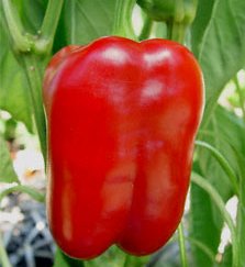 Quadrato Rosso D'Asti Heirloom Pepper Seed