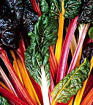 Rainbow Heirloom Certified- Swiss Chard Seed