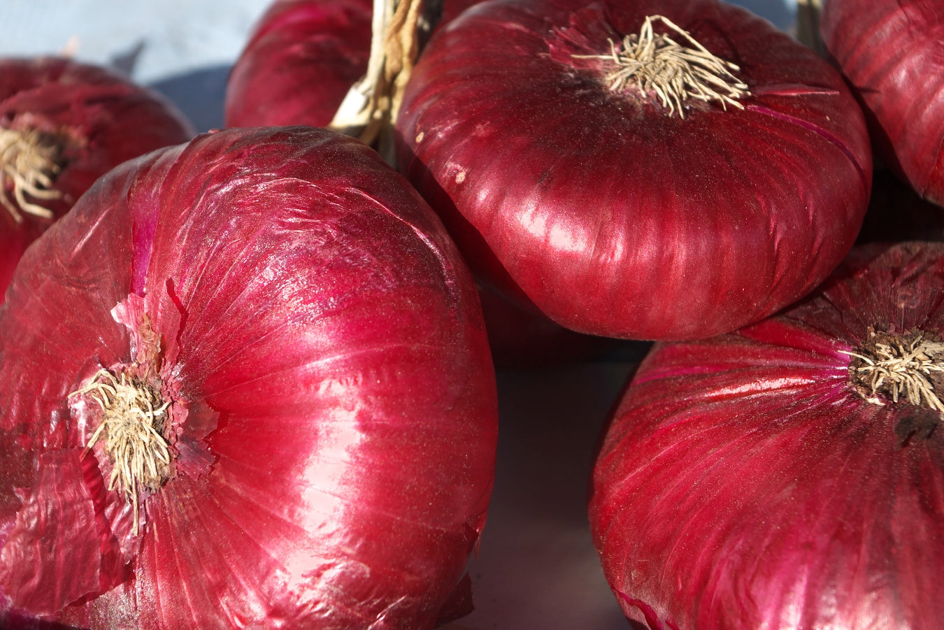 Red Burgundy Heirloom Onion Seed