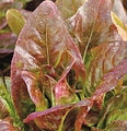 Red Deer Tongue Heirloom Certified- Lettuce Seed