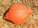 Red Golden Hubbard Heirloom Squash Seed