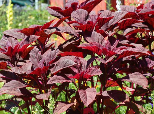 Red Leaf Amaranth Heirloom Lettuce Seed