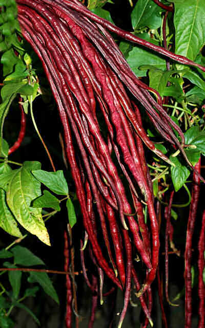 Red Noodle Asparagus Heirloom Bean Seed
